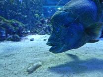 Meereszentrum Fehmarn � Hansj&uuml;rgen Schuster